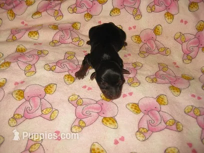 Sydney – Yorkshire Terrier puppy for sale in Sumrall, MS
