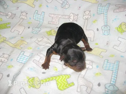 Rocky – Yorkshire Terrier puppy for sale in Sumrall, MS