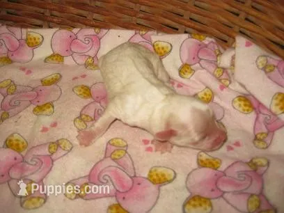 Pearl – Maltipoo puppy for sale in Sumrall, MS