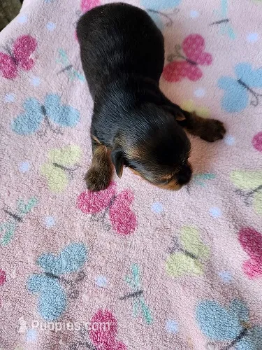 Molly – Yorkshire Terrier puppy for sale in Sumrall, MS