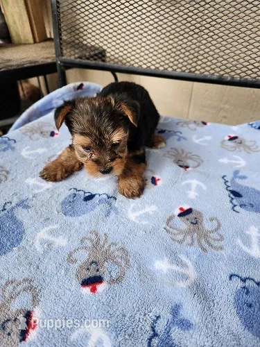 Kai – Yorkshire Terrier puppy for sale in Sumrall, MS