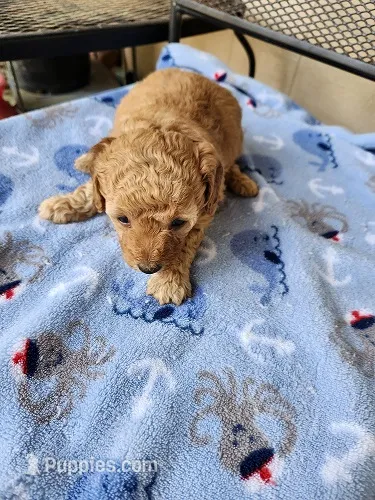 Blaze – Maltipoo puppy for sale in Sumrall, MS