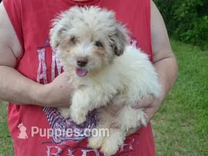 Cody – Poodle - Toy  puppy for sale in Sumrall, MS