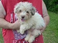 Cody, a male Poodle - Toy  for sale in Sumrall, MS – 1 of 1