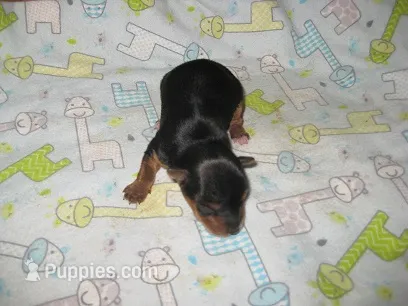 Kai – Yorkshire Terrier puppy for sale in Sumrall, MS