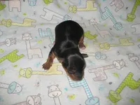 Kai, a male Yorkshire Terrier for sale in Sumrall, MS – 1 of 1