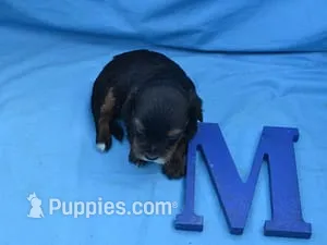 Glen – Maltipoo puppy for sale in Sumrall, MS