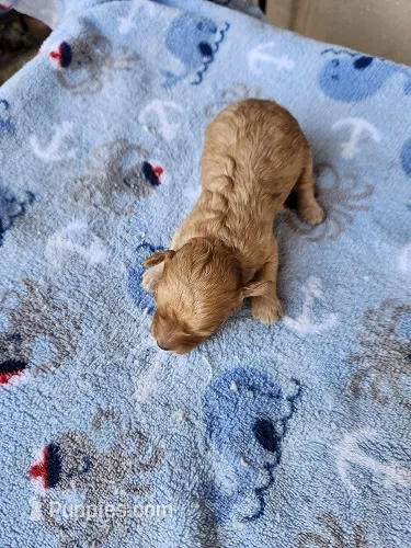 Blaze3 – Poodle - Toy  puppy for sale in Sumrall, MS