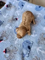 Blaze3, a male Poodle - Toy  for sale in Sumrall, MS – 1 of 2