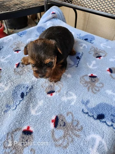 Archie2 – Yorkshire Terrier puppy for sale in Sumrall, MS