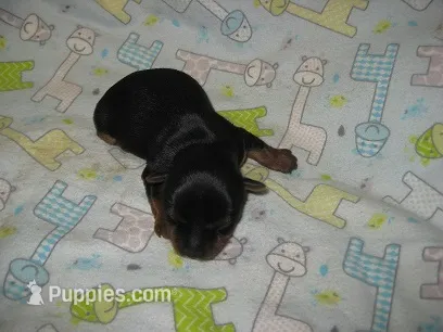 Buddy – Yorkshire Terrier puppy for sale in Sumrall, MS