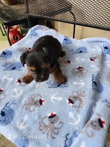 Archie – Yorkshire Terrier puppy for sale in Sumrall, MS