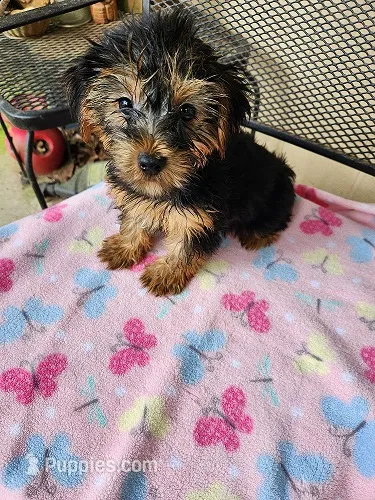 Patty – Yorkshire Terrier puppy for sale in Sumrall, MS