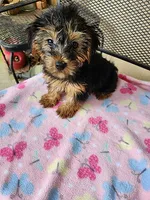 Patty, a female Yorkshire Terrier for sale in Sumrall, MS – 1 of 2