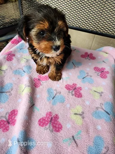 Pixie – Yorkshire Terrier puppy for sale in Sumrall, MS
