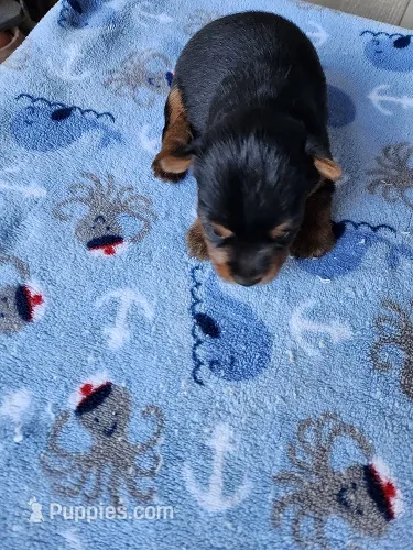 Archie2 – Yorkshire Terrier puppy for sale in Sumrall, MS