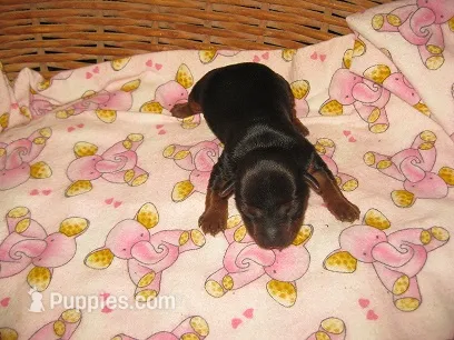 Phoebe – Yorkshire Terrier puppy for sale in Sumrall, MS