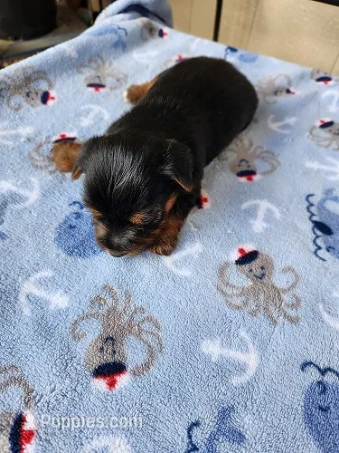 Archie2 – Yorkshire Terrier puppy for sale in Sumrall, MS