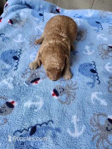 Blaze – Maltipoo puppy for sale in Sumrall, MS