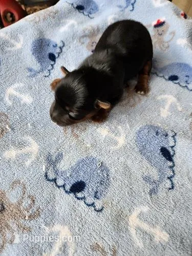 Archie – Yorkshire Terrier puppy for sale in Sumrall, MS