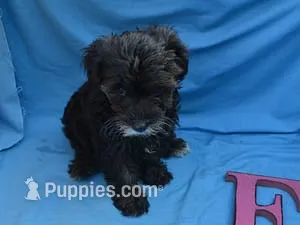 Rachel – Yorkipoo puppy for sale in Sumrall, MS