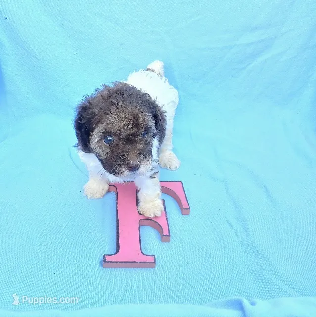 Coco3 – Poodle - Toy  puppy for sale in Sumrall, MS