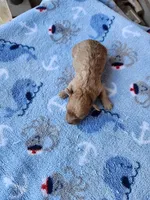 Blaze3, a male Poodle - Toy  for sale in Sumrall, MS – 2 of 2