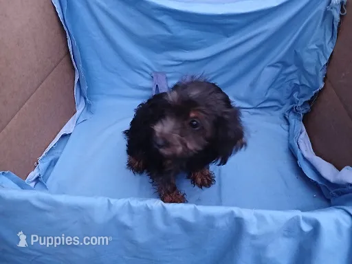 Randy – Yorkipoo puppy for sale in Sumrall, MS