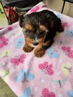 Pixie, a female Yorkshire Terrier for sale in Sumrall, MS – 2 of 2