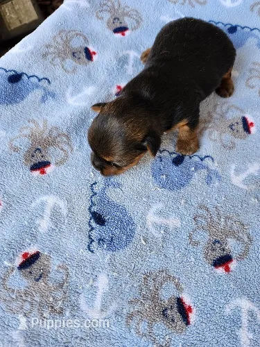 Archie – Yorkshire Terrier puppy for sale in Sumrall, MS