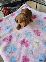 Lola, a female Maltipoo for sale in Sumrall, MS – 1 of 1