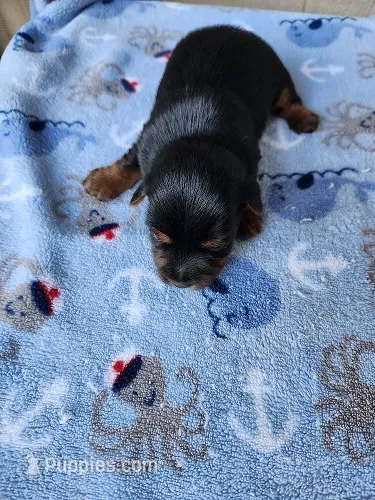 Archie – Yorkshire Terrier puppy for sale in Sumrall, MS