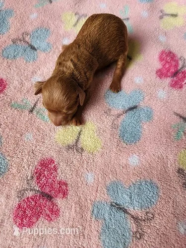 Lola2 – Maltipoo puppy for sale in Sumrall, MS