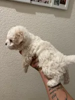 Teddy, a male Poodle - Miniature  for sale in Stockton, CA – 4 of 6