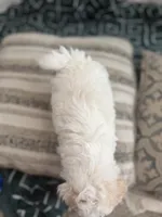 Sofi, a female Poodle - Miniature  for sale in Stockton, CA – 3 of 4