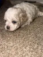 Sofi, a female Poodle - Miniature  for sale in Stockton, CA – 2 of 4