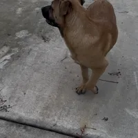 Oso, a male German Shepherd Dog and American Pit Bull Terrier for sale in Stockton, CA – Photo 3 of 4