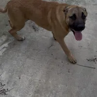 Oso, a male German Shepherd Dog and American Pit Bull Terrier for sale in Stockton, CA – Photo 4 of 4
