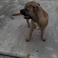 Oso, a male German Shepherd Dog and American Pit Bull Terrier for sale in Stockton, CA – Photo 2 of 4