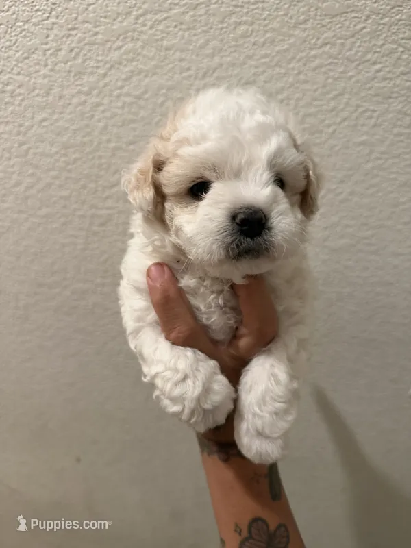 Teddy – Poodle - Miniature  puppy for sale in Stockton, CA