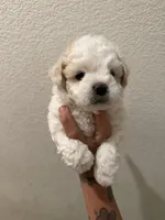 Teddy, a male Poodle - Miniature  for sale in Stockton, CA – 3 of 6