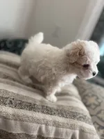 Sofi, a female Poodle - Miniature  for sale in Stockton, CA – 4 of 4
