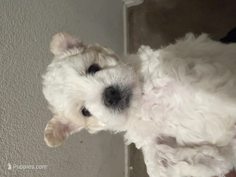 Teddy – Poodle - Miniature  puppy for sale in Stockton, CA
