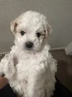 Teddy, a male Poodle - Miniature  for sale in Stockton, CA – 6 of 6