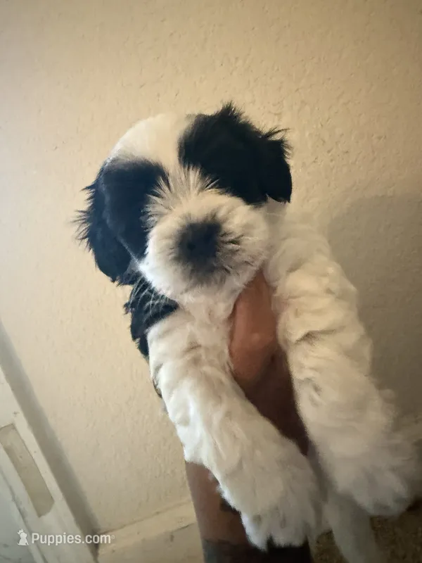 Carlitos – Poodle - Miniature  puppy for sale in Stockton, CA