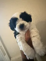 Carlitos, a male Poodle - Miniature  for sale in Stockton, CA – 1 of 5