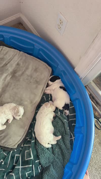 Carlitos, a male Poodle - Miniature  for sale in Stockton, CA – 5 of 5