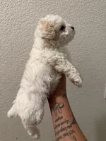 Teddy, a male Poodle - Miniature  for sale in Stockton, CA – 2 of 6
