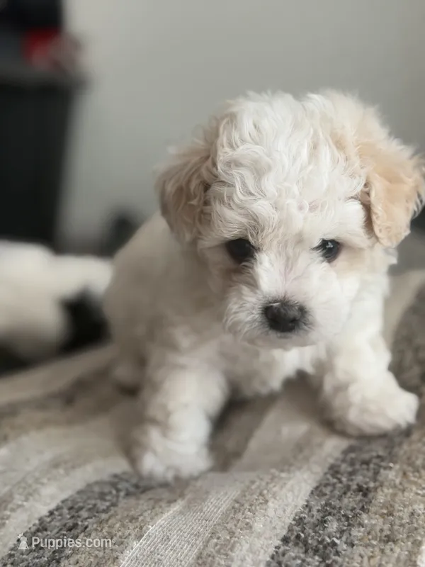 Sofi – Poodle - Miniature  puppy for sale in Stockton, CA
