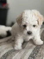 Sofi, a female Poodle - Miniature  for sale in Stockton, CA – 1 of 4